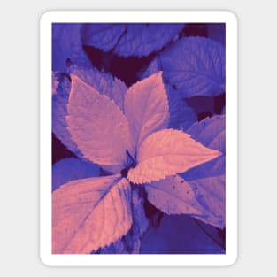 Photo of leaves in a pink and purple gradient Sticker